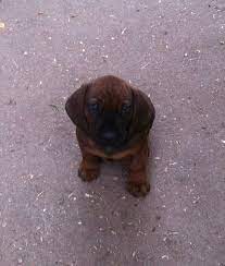 bgs puppy ambros 8 weeks old bayrischer gebirgs schweisshund bavarian mountain hound bayrischer gebirgsschweisshund schweisshund babytiere