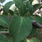 Image result for Canthium oligocarpum