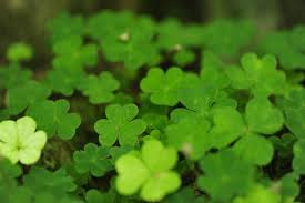 Irish four leaf clover quotes. 69 Four Leaf Clover Wallpaper On Wallpapersafari