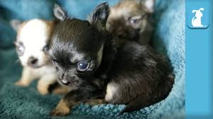 Deciduous teeth are tiny and very sharply pointed. 14 Day Old Chihuahua Babies Warm My Heart Puppy Love Youtube
