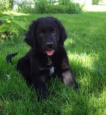 All Black Bernese Mountain Dog Pin Von Marilyn Hansen Auf Koda Bear Hunde Tiere Mischling
