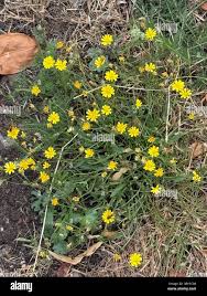 Image result for Macledium sessiliflorum