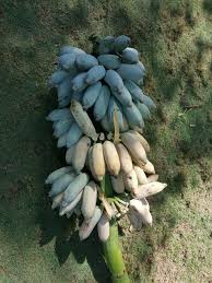 Ice cream banana, dwarf blue java banana, ney mannan. Blue Java Banana Mindanao Home Facebook