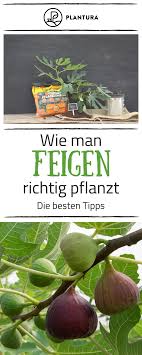 Feigenbaum Alles Was Man Zur Feige Im Garten Wissen Muss Feigenbaum Pflanzen Feigenbaum Feigen