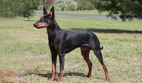 The manchester terrier could also be an efficient hunter for rabbits and bring home the supper. Manchester Terrier Breed Information Manchester Terrier Toy Manchester Terrier Terrier Breeds