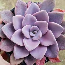 We did not find results for: 40 Beautiful Types Of Purple Succulents Succulent Alley