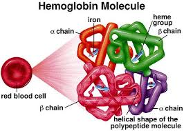 Pin Oleh Cedric Foret Di Biology Biologi