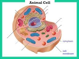 We did not find results for: Section 1 2 Microscopes Allow Us To See Inside The Cell Ppt Download