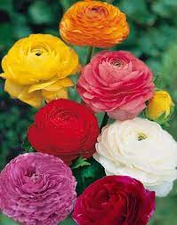 Ranunculus Asiaticus Mixed Colors Bulbs Persian Buttercup Bulb Flowers Ranunculus Flowers Persian Buttercup