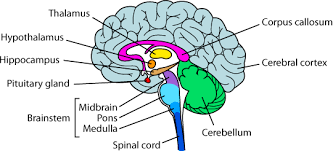 Anatomy coloring pages coloring page free printable… continue reading → Parts Of The Brain Ask A Biologist