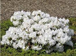 Pin Pa Peter Final Plants