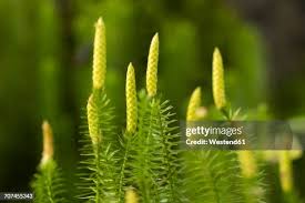 Image result for Lycopodiaceae