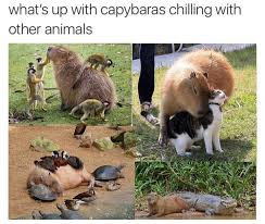 Fresh Memes To Get You Laughing Cute Animals Cute Funny Animals Animal Memes