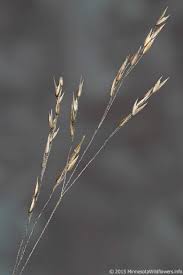Image result for Agrostis continuata