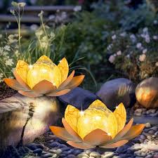 Image result for Lotus discolor