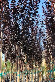 Prunus Cerasifera Krauter Vesuvius Fall Favorites Prunus Favorite