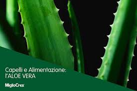 Perché contiene vitamina a, c ed e che contribuiscono al ricambio cellulare, migliorando la struttura del capello . Capelli E Alimentazione L Aloe Vera Migliocres