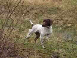 Contact ohio german shorthaired pointer breeders near you using our free german shorthaired pointer breeder search tool below! German Shorthaired Pointer Club Of Ohio Facebook