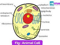 Check spelling or type a new query. Animal Cell Structure Function Types And Defination Animal Cell Animal Cell Structure Animal Cell Functions