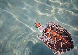 Of course, they cannot maintain this speed over longer distances such as 300 miles as they have to take breaks. How Fast Is Turtle Speed The Small Sea Turtles Per Shelveled They Are Staged Inews