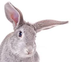 Image result for RABBIT