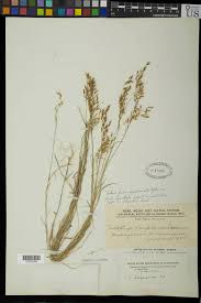 Image result for Trichopteryx