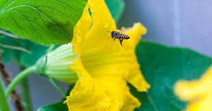 Pumpkin plants bear both male and female flowers (same as squash) and each is necessary for pollination and fruit. 5 Reasons Why Your Pumpkin Isn T Producing Fruit Gardener S Path
