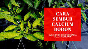 Maybe you would like to learn more about one of these? Cara Sembur Calcium Elak Daun Kekuningan Buah Cili Merekah Youtube