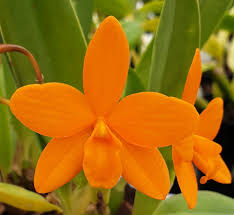 Image result for Kotschya ochreata