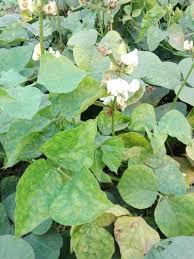 Bean yellow mosaic virus is a plant pathogenic virus in the genus potyvirus and the virus family potyviridae. Bean Common Mosaic Virus Pests Diseases