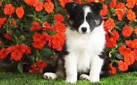 Pumpkinqueen, sarahplove and 2 others like this. 49 Puppies In Flowers Computer Wallpaper On Wallpapersafari