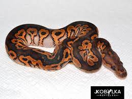 Black Pastel Leopard Clown Morph List World Of Ball Pythons Cute Reptiles Ball Python Cute Snake