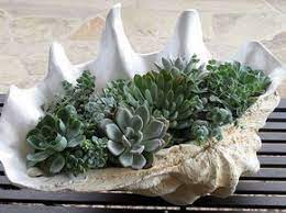 Fioriere con piante grasse decorate con cusci di frutti di mare / piante grasse nomi fiori ispirazioni per un tocco esotico in casa e giardino : Creare Una Fioriera Con Le Conchiglie Ecco 20 Idee Stupende Per Ispirarvi Contenitori Per Piante Grasse Fioriere Per Piante Grasse Progettazione Di Giardini