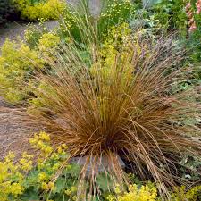 Image result for Carex mannii