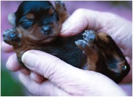 We provide aggregated results from multiple sources and sorted by user interest. New Born Yorkie Puppy Jpg