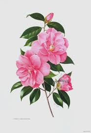 Paul Jones Camellia Prints Botanical Drawings Botanical Painting Flower Art