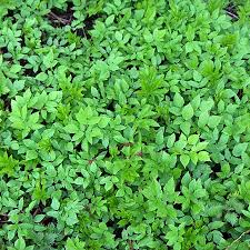 Eens het gevreesde plantje met zijn ondergrondse uitlopers zich in de tuin weet te huisvesten, dan raak je er niet zo eenvoudig vanaf. Zevenblad Onkruid Of Bodembekker Magische Tuinen