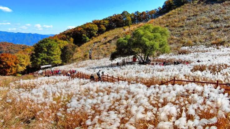포천 산정호수 명성산 억새꽃축제 写真 3