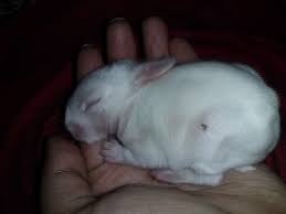 File Newborn Baby Rabbit In India 05 Jpg Wikimedia Commons