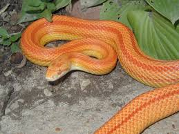 Black And White Striped Snake Texas Amel Stripe Corn Snakes Corn Snakes For Sale Snakes For Sale Corn Snake