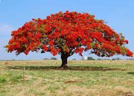 Semillas De Flamboyant Guia De Cultivo Para Bonsai Jardin Bs Royal Poinciana Delonix Regia Blooming Trees
