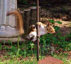 Squirrel Pole Dancing Allison Potter Will Appreciate This Pole Dancing Dance Bones Funny