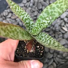Image result for Ledebouria Unidentified sp. no6.