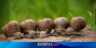 Ya, ini adalah #bekicot atau #siput darat yang berasal dari afrika timur dan kemudian menyebar ke. Serba Serbi Hewan Kenapa Siput Punya 4 Hidung
