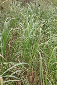 Image result for Vossia cuspidata