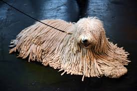 Epingle Sur Komondor