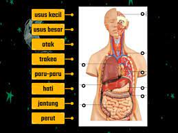 Penyebab jantung nyeri saat bernapas dan cara mengatasi. Kedudukan Organ Dalam Sistem Tubuh Manusia Dijagram S Okvirima