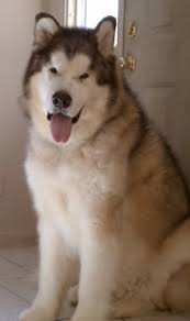 Mackenzie river husky is a northern breed. Mackenzie River Husky Online Shopping Mall Find The Best Prices And Places To Buy