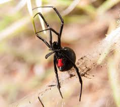 Some of these predators include wasps, praying mantis, and some types of birds. Guide To Mississippi Spiders Harmless Or Cause For Alarm Synergy