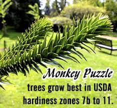 The monkey puzzle tree is said to grow in the united states department of agriculture plant hardiness zones 7 to 10. Tips To Grow And Care For The Monkey Puzzle Tree Monkey Puzzle Tree Tree Tree Care